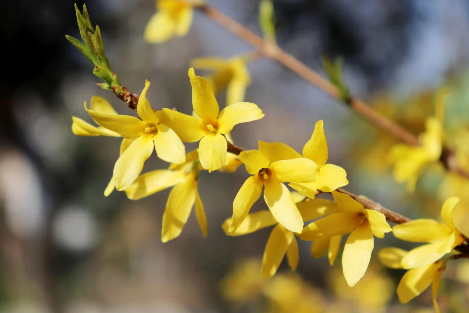Forsythia Goldenrod Cuttings – 10 Unrooted 8in Stems for Propagation, Old-Fashioned Yellow Forsythia Shrubs, Forsythia spp.