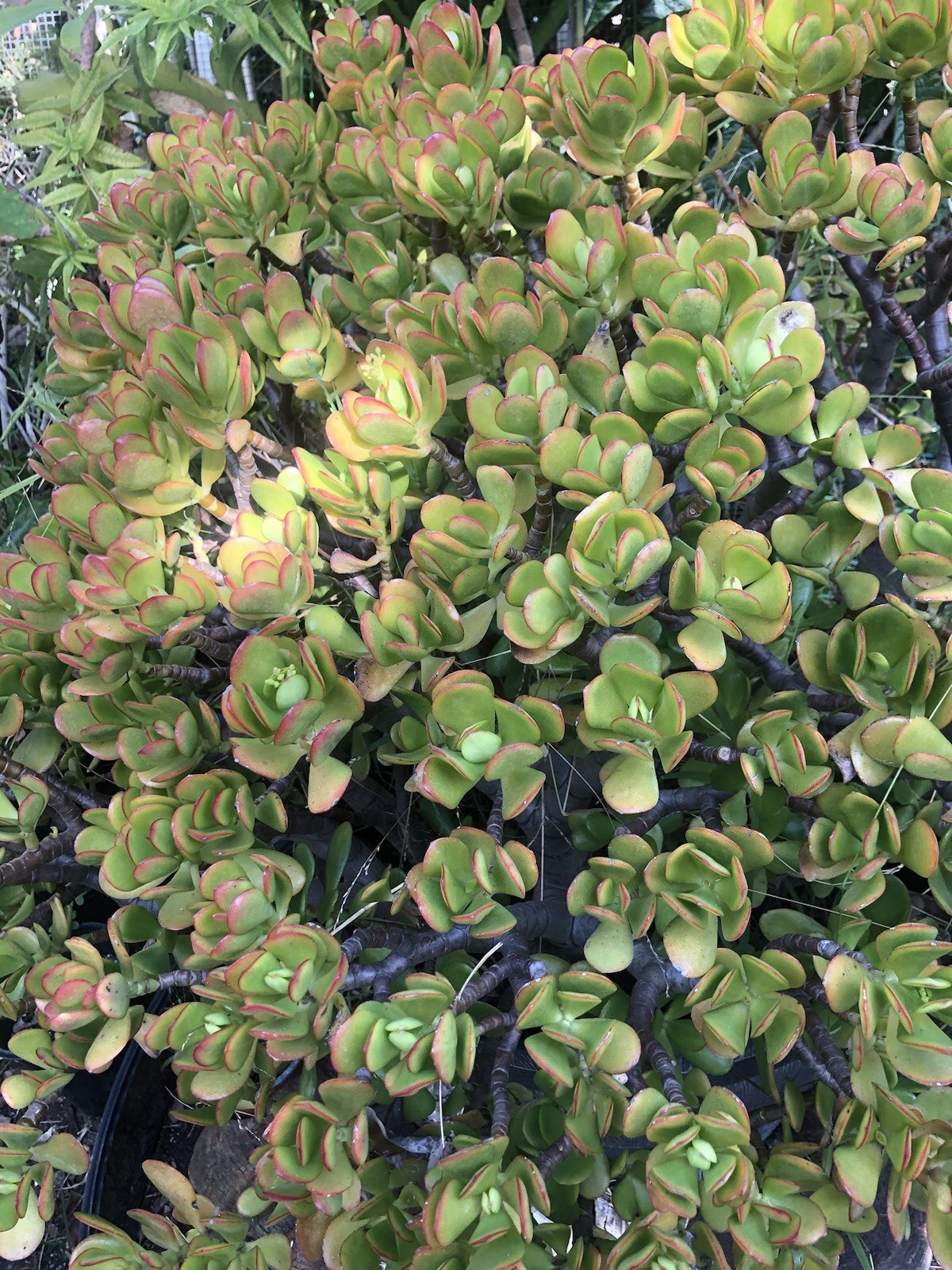 Crassula ovata Jade Plant Stem Cuttings – 3 Fresh 3–5 Inch Succulent Propagation Stems for Indoor Gardening