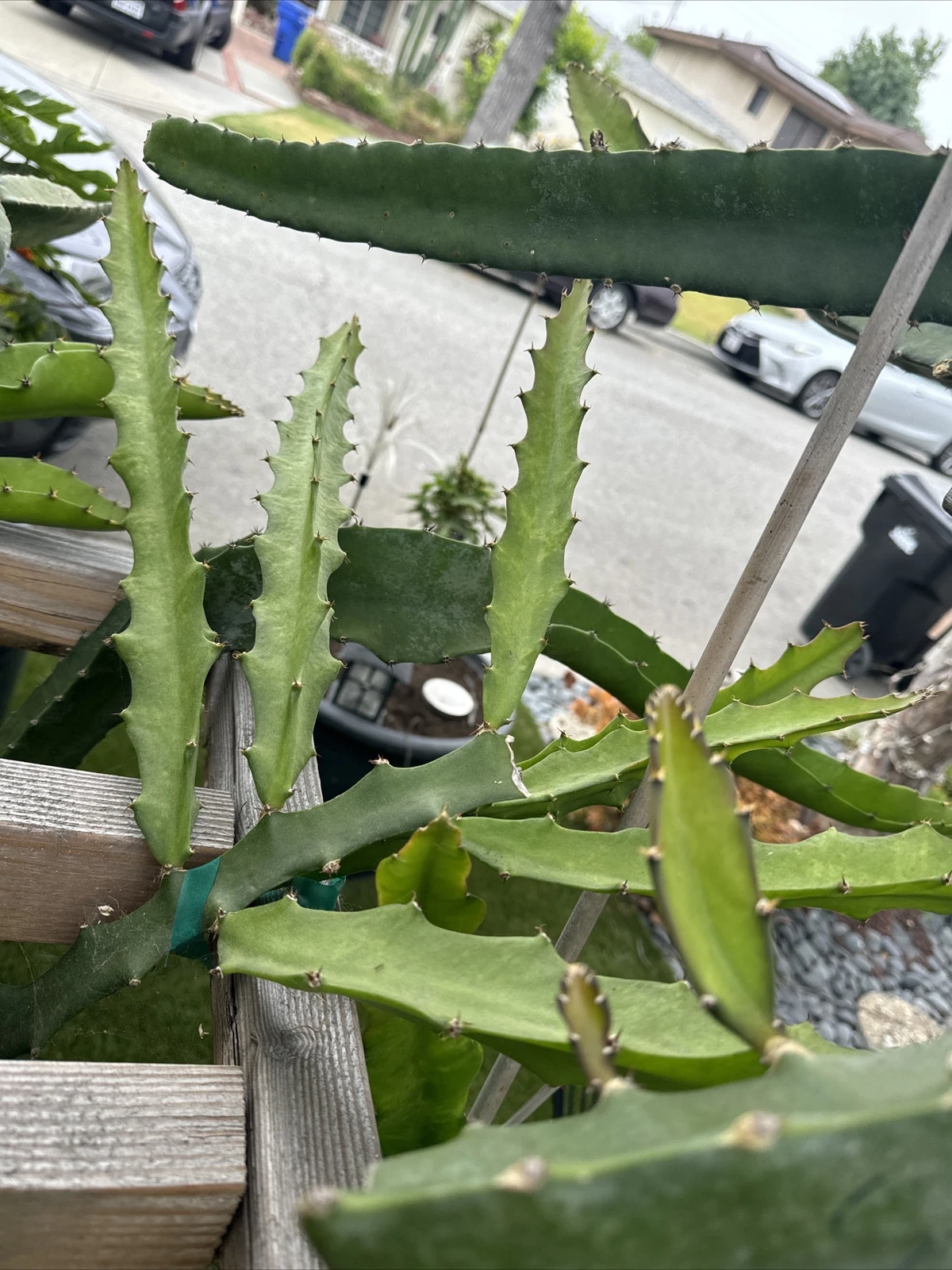 Desert King Dragon Fruit Cutting – 8–12 Inch Climbing Cactus Variety for Trellis & Warm Climates Hylocereus spp.