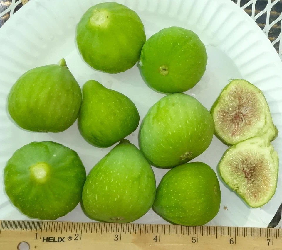 Desert King Fig Tree Cuttings – 3 Live Yellow Fig Cuttings for Zones 5–9