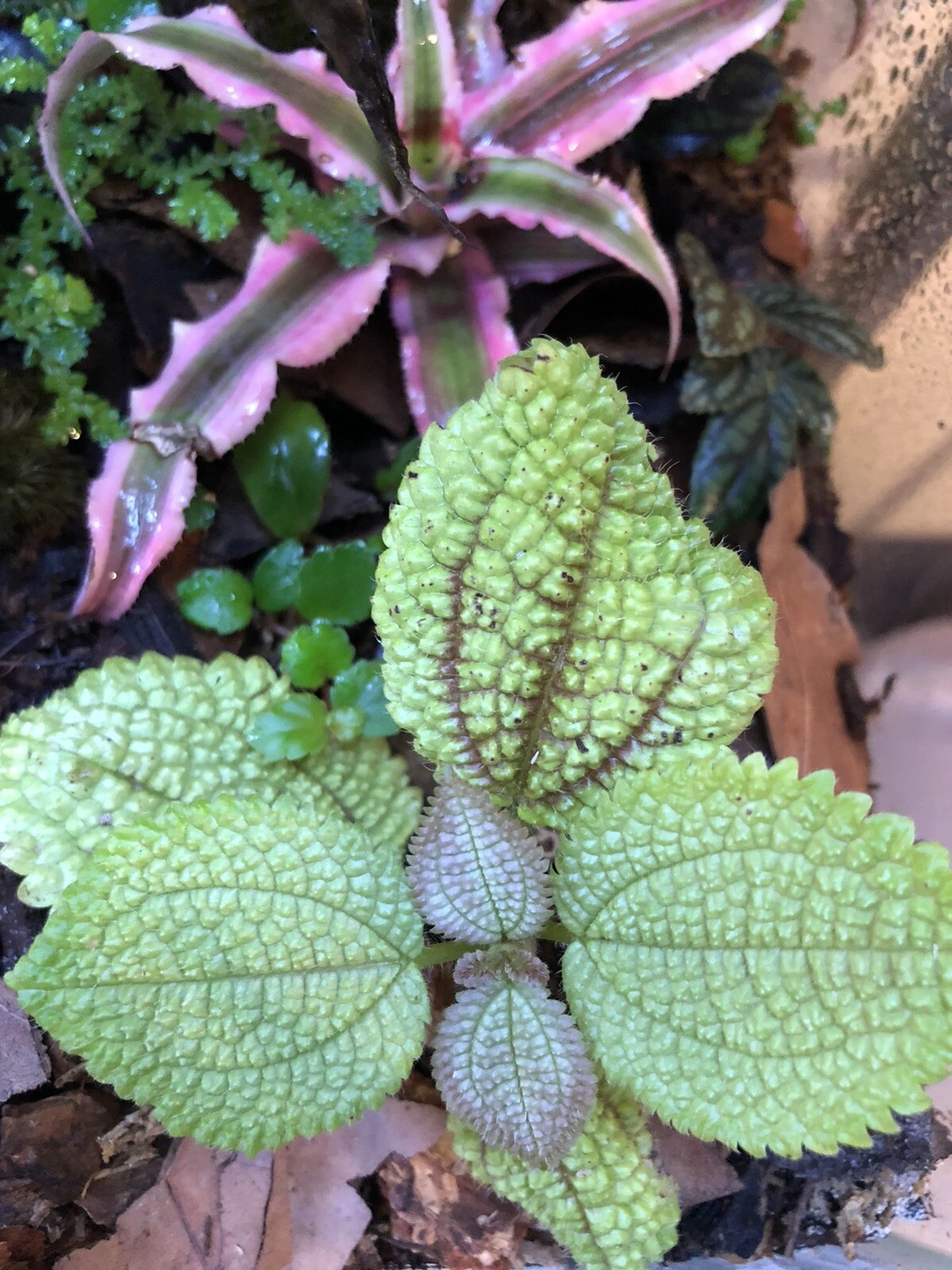 Moon Valley Pilea Mollis Cutting Plantlet for Indoor Growing & Terrariums