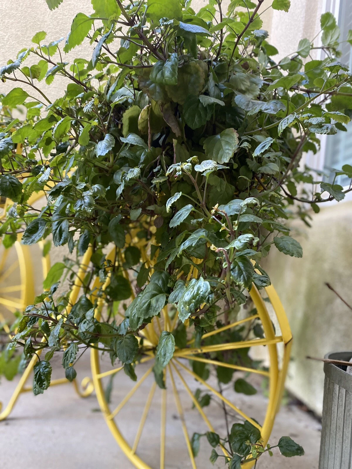 Unrooted Swedish Ivy Cuttings – 10 Plectranthus verticillatus Trailing Houseplant for Indoor Gardening