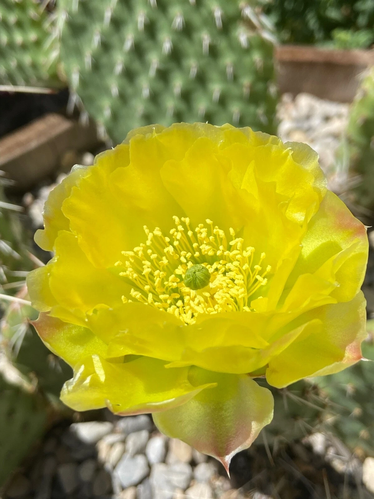 Prickly Pear Cactus Cutting, Opuntia polyacantha, ‘Chartreuse’ – Cold Hardy, Drought Tolerant, Rock Garden, Container Plant
