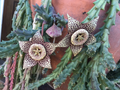 Succulent Cuttings – Orbea variegata ‘Starfish’ – 3 Live 3-4 Inch Succulent Stem Cuttings for Pots, Rock Gardens & Rare Plant Collections