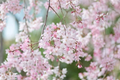 Japanese Flowering Cherry Cuttings – 12 Unrooted Prunus serrulata Propagation Material for Rooting and Garden Planting