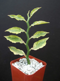 Pedilanthus Tithymaloides Yellow Variegated Plant – 2" Starter, Zigzag Succulent, Indoor Ornamental, Rare Devil’s Backbone, Colorful Foliage
