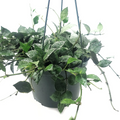 Hoya Krohniana Eskimo Live House Plant – Silver Variegated Trailing Vine, 6-Inch Potted Indoor Plant