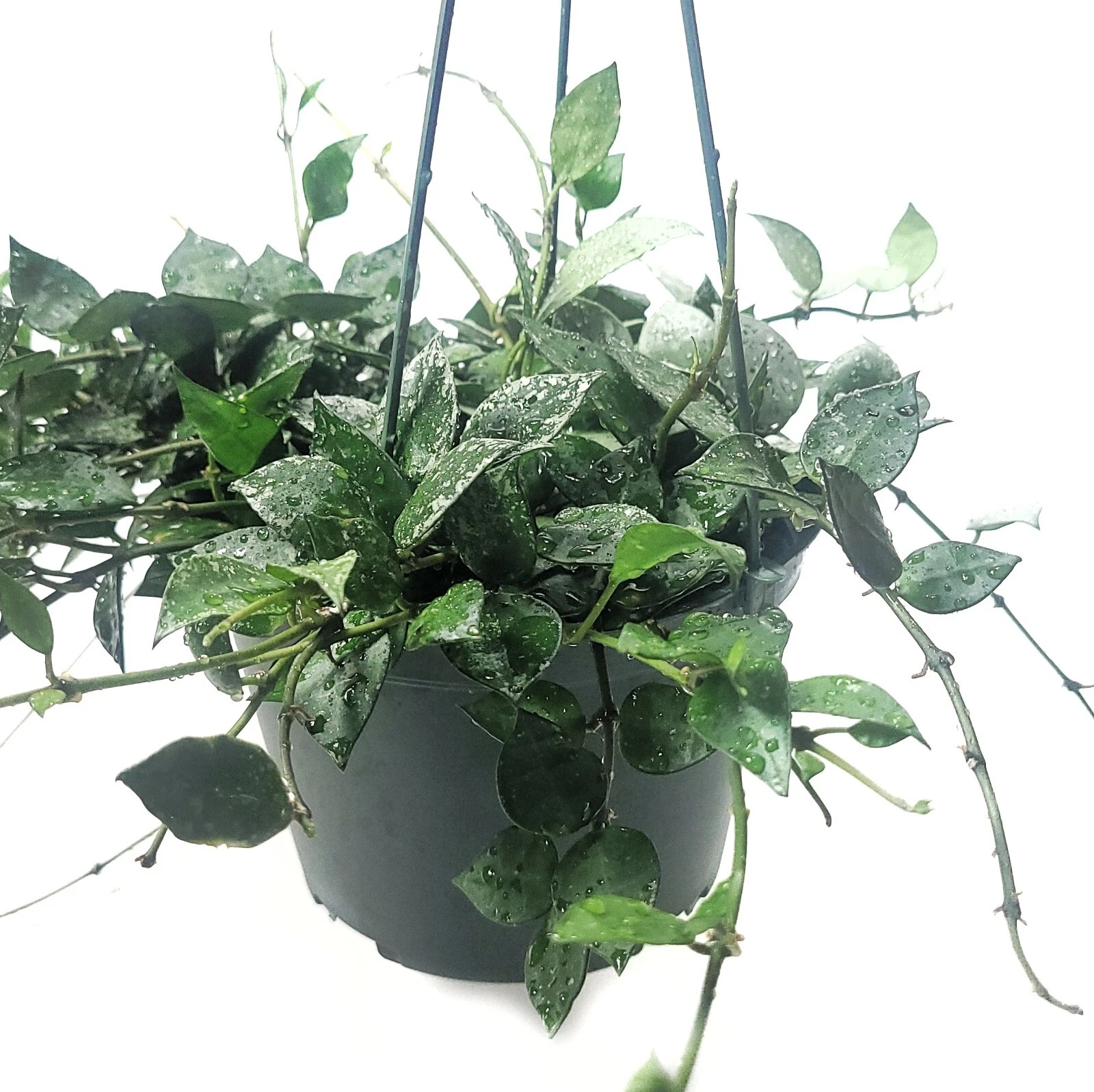 Hoya Krohniana Eskimo Live House Plant – Silver Variegated Trailing Vine, 6-Inch Potted Indoor Plant