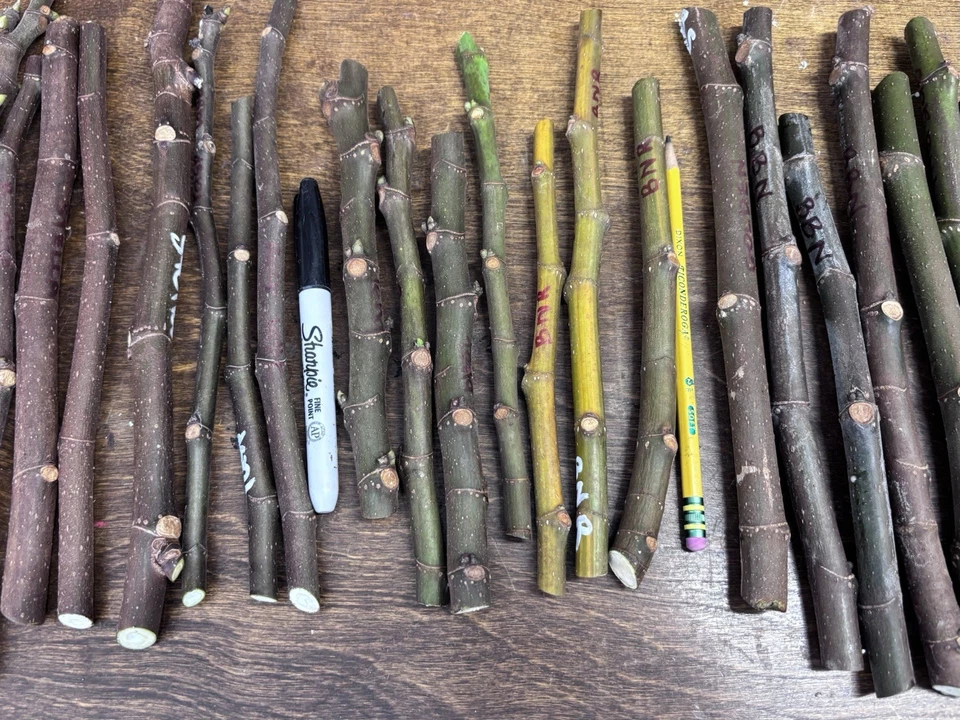 Malta Black Berry Fig Cuttings – Unrooted Ficus Carica Propagation Material for Garden or Container Planting