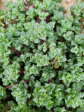 Pink Ice Plant Cuttings – 5 Oscularia Lampranthus Deltoides Succulent Stems for Rooting, Drought-Tolerant, Easy to Grow, Pink Blooms