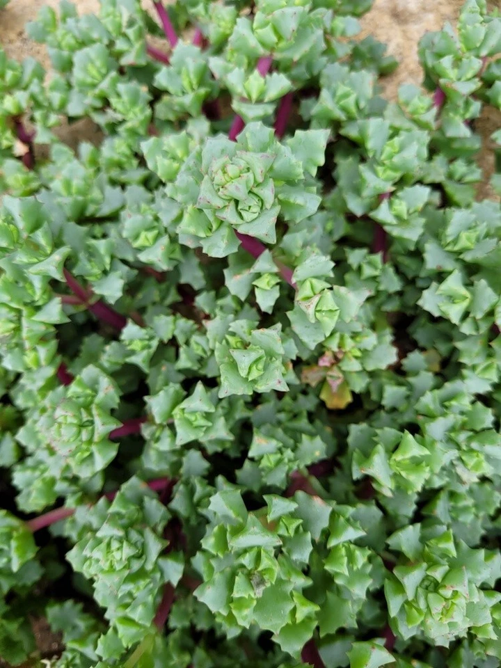 Pink Ice Plant Cuttings – 5 Oscularia Lampranthus Deltoides Succulent Stems for Rooting, Drought-Tolerant, Easy to Grow, Pink Blooms
