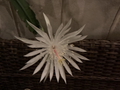 Live Epiphyllum oxypetalum Plants – 4 Rooted Queen of the Night Orchid Cactus for Indoor & Container Growing