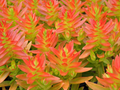 Crassula capitella ‘Campfire’ – 3 Fresh Succulent Cuttings for Rooting