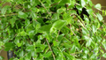 Callisia cordifolia Cuttings – Trailing Houseplant Propagation Cuttings – Speedy Jenny, Unrooted Green Foliage Plant for Indoor Gardens