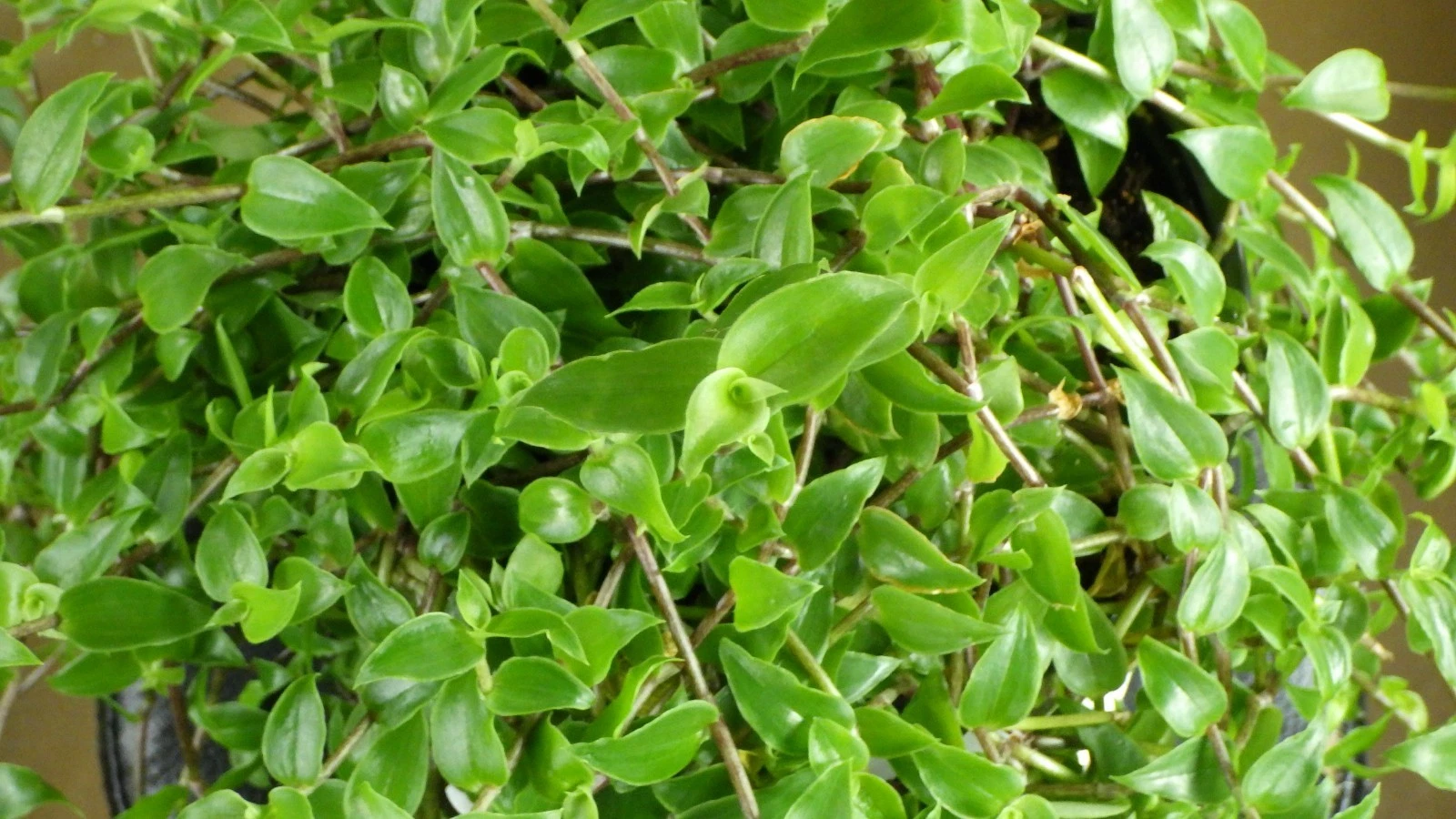 Callisia cordifolia Cuttings – Trailing Houseplant Propagation Cuttings – Speedy Jenny, Unrooted Green Foliage Plant for Indoor Gardens