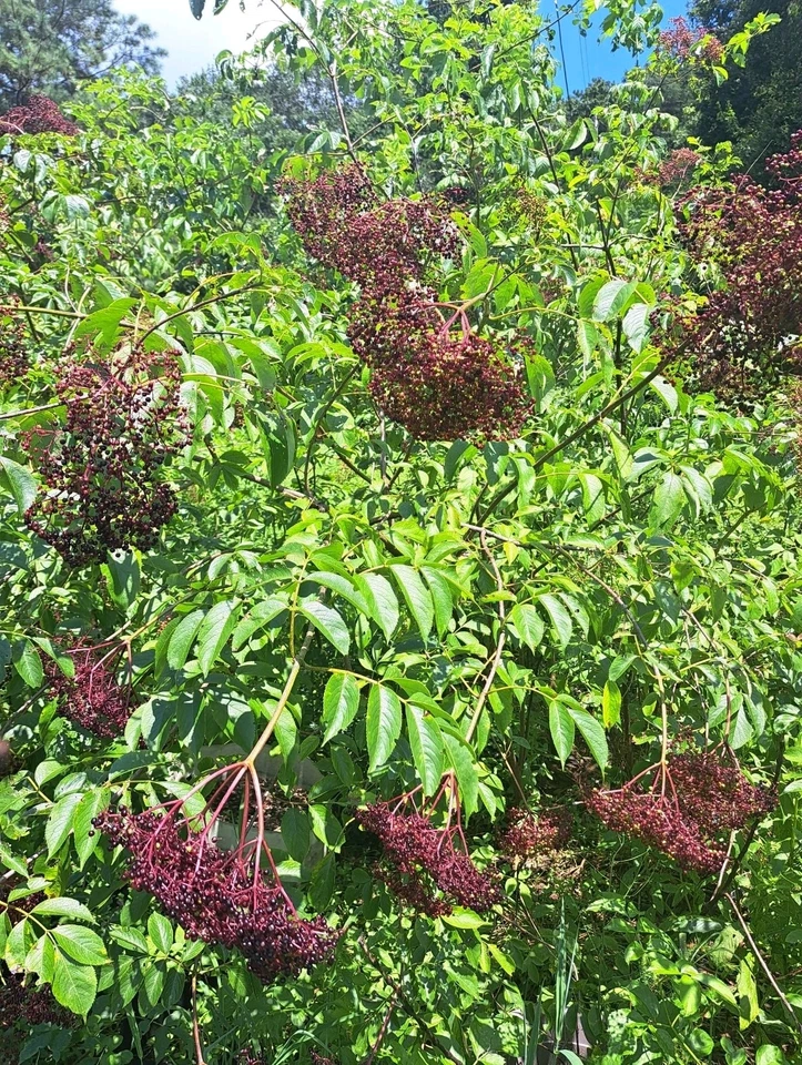 American Elderberry Plants - 2 Live Rooted Sambucus Canadensis Starts for Garden and Landscape