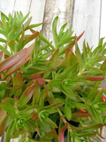 Crassula Campfire Succulent Cuttings – Unrooted Stem Clippings with Bright Red-Green Foliage