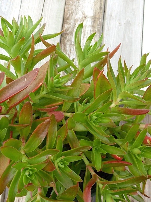 Crassula Campfire Succulent Cuttings – Unrooted Stem Clippings with Bright Red-Green Foliage