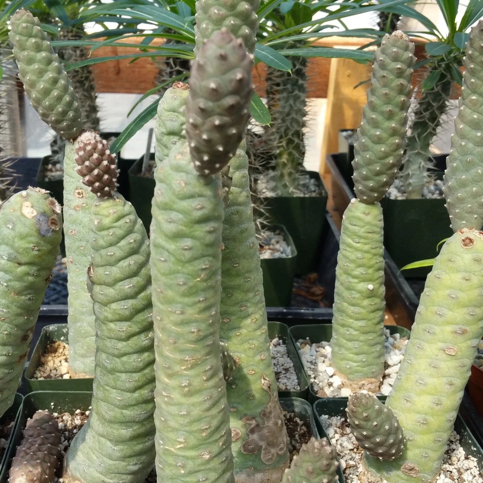 3 Tephrocactus Articulatus Cuttings – Pinecone Cactus Segments, Succulent Starts, Live Unrooted Cactus Clippings