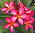 Hawaii Plumeria Cutting – 6–8 Inch Pink Yellow Flowering Tropical Tree for Garden & Container Propagation