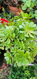 Unrooted Aeonium Arboreum Succulent Cuttings – 2 Rosette Stems for Propagation & Gardening