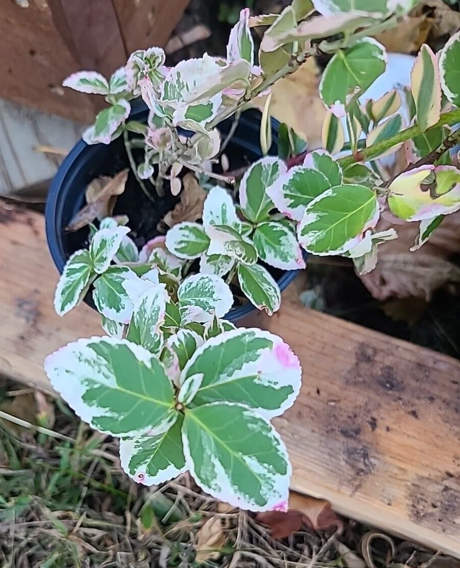 Variegated Creeping Fig Cuttings – Ficus pumila Variegata – 5 Unrooted Cuttings 6+ Inches