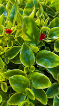 Variegated Baby Sun Rose Cuttings – Red Apple, 4-6 Inch Unrooted Stemlets for Propagation, Aptenia cordifolia, Succulent Groundcover