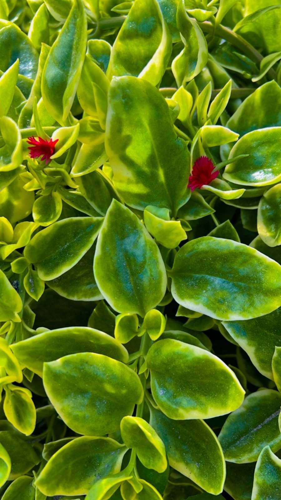 Variegated Baby Sun Rose Cuttings – Red Apple, 4-6 Inch Unrooted Stemlets for Propagation, Aptenia cordifolia, Succulent Groundcover