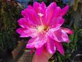 Epiphyllum ‘San Miguel’ Unrooted Cuttings – 8-10 Inches, Orchid Cactus Hybrid for Rooting & Indoor Growing