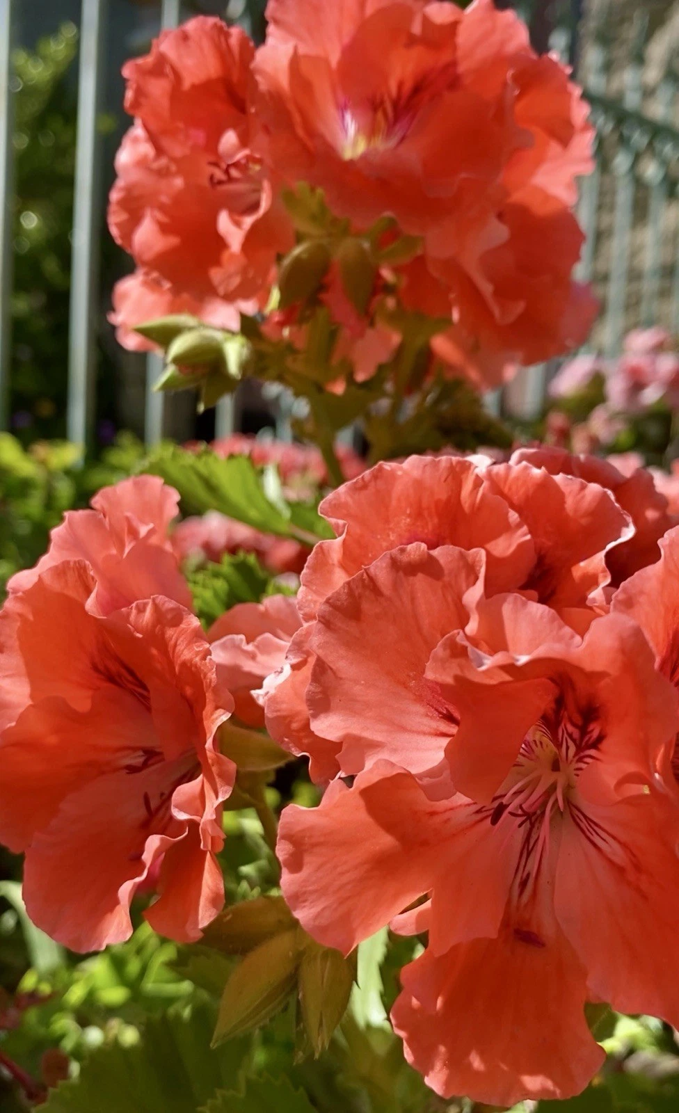 Double Red Orange Geranium Plants – 2 Rooted Pelargonium Starts for Sunny Gardens, Containers, and Borders