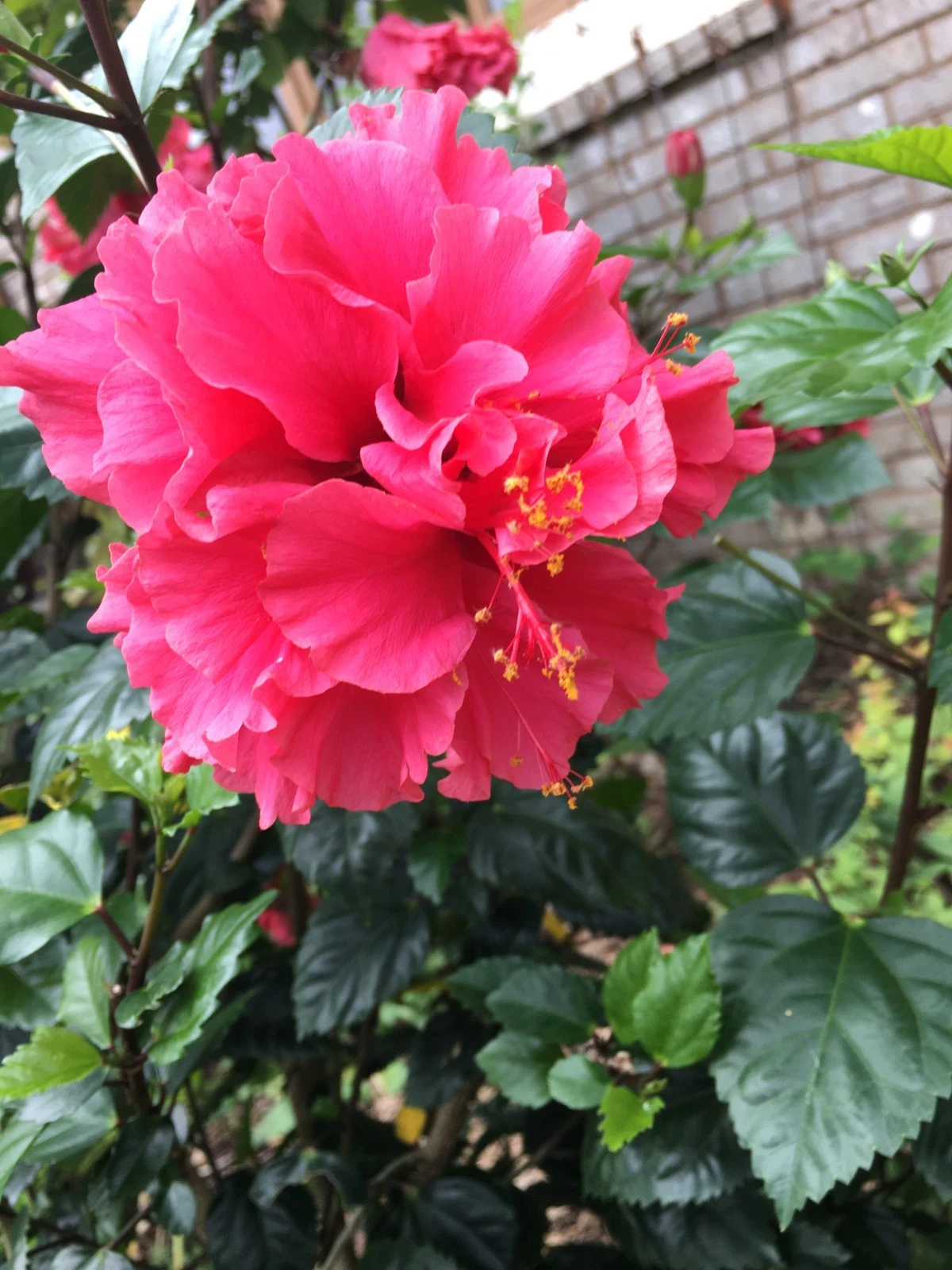 Tropical Hibiscus ‘Pride of Hankins’ Stem Cuttings – 6+ Unrooted 5 Inch Hibiscus rosa-sinensis Flowering Shrub Plant