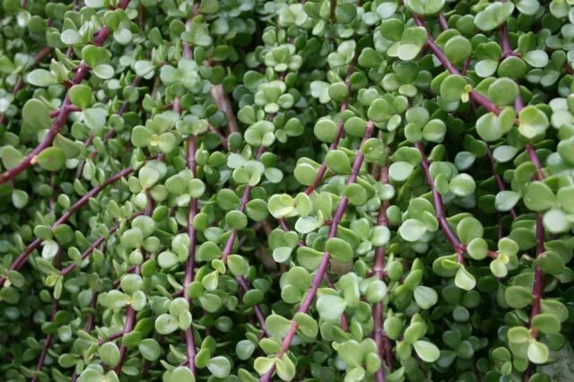 Dwarf Jade Bonsai Cuttings – 15+ Unrooted Succulent Propagation Plants – Portulacaria afra for Bonsai & Container Growing