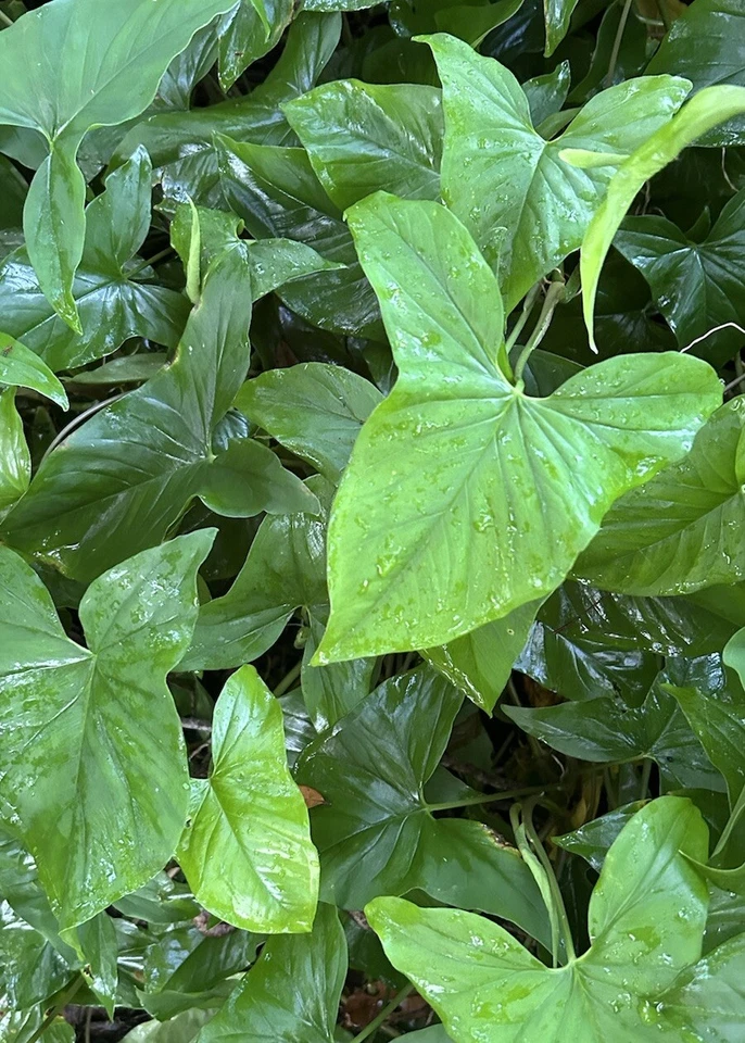 Live Arrowhead Vine Cuttings – 20 Rooted Syngonium Podophyllum Indoor Houseplants, Fast-Growing Climbing or Trailing Vines