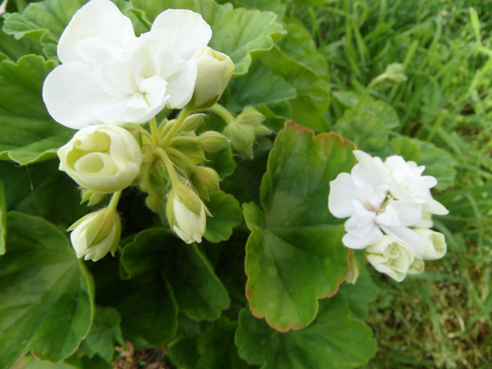 Pelargonium Zonal Geranium Americana White Cuttings – 5 Unrooted Stem Propagation Plants