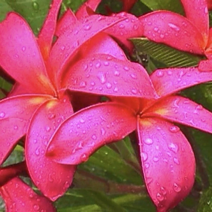 Pink Plumeria Frangipani Cuttings – 2 Unrooted Tropical Flowering Tree Stems, 10–12 Inches, Pink Blooms, Plumeria spp.