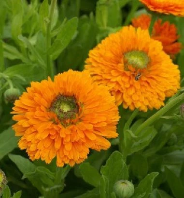 Calendula Seeds Dandy 1,000 Count – Calendula officinalis for Garden Beds, Borders, Cut Flowers, Pollinator Gardens