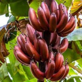Bordelon Musa Banana Tree Starter Plant – Small Rooted Tropical Banana for Garden or Container Growing