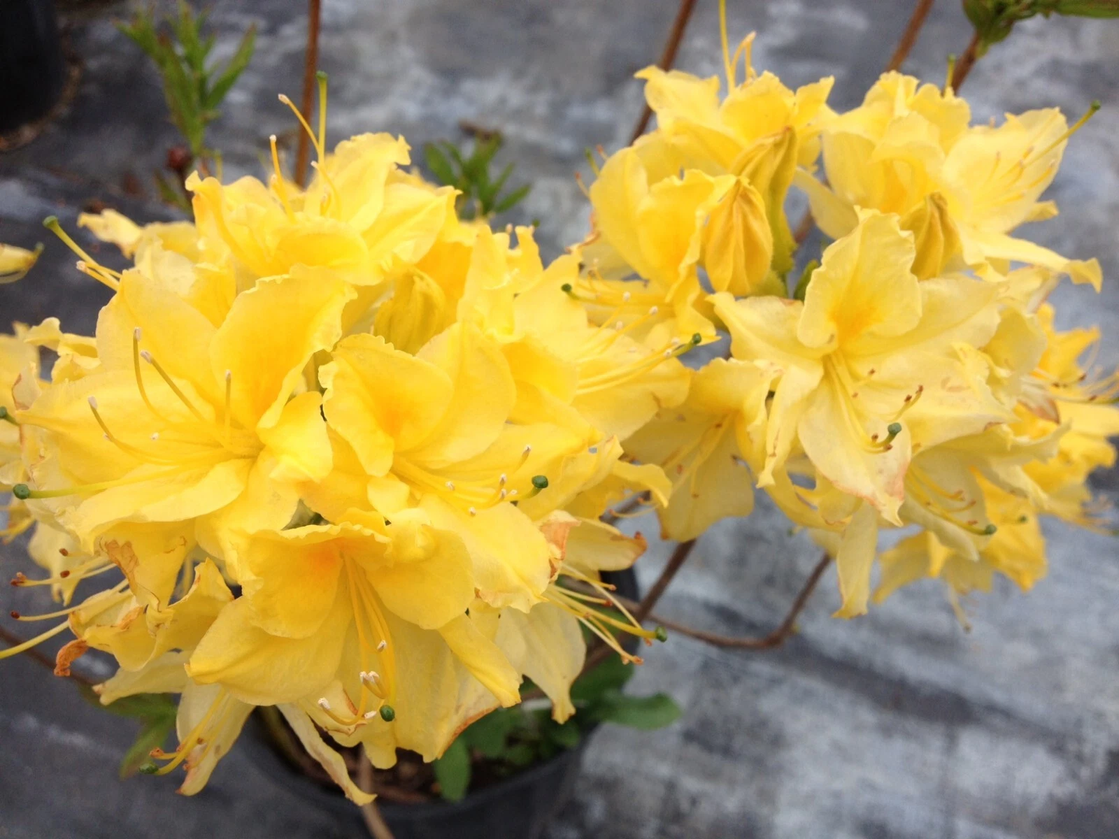 Lemon Lights Azalea Starter Plant - Rhododendron ‘Lemon Lights’ Aromi Series, Hardy Deciduous Shrub, Small Live Rooted Plant