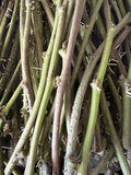 Rooted Sweet Potato Slips – 20 Live Ipomoea batatas Vines for Garden, Container, Raised Bed Planting