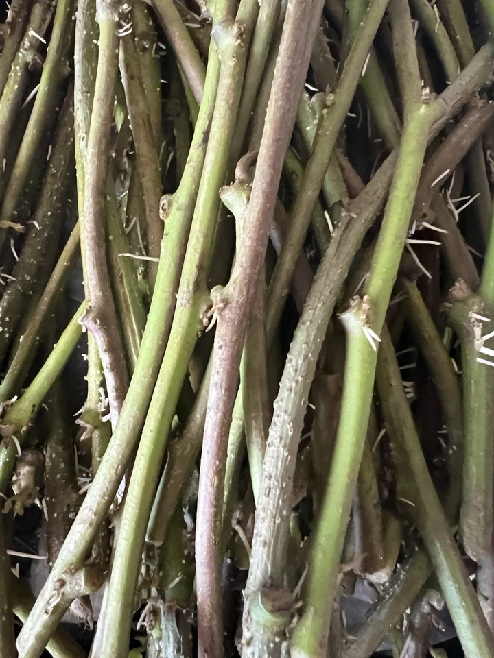 Rooted Sweet Potato Slips – 20 Live Ipomoea batatas Vines for Garden, Container, Raised Bed Planting