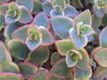Crassula Calico Kitten Succulent Cuttings – 10 Variegated Pink Green Trailing Succulents, Crassula marginalis rubra variegata