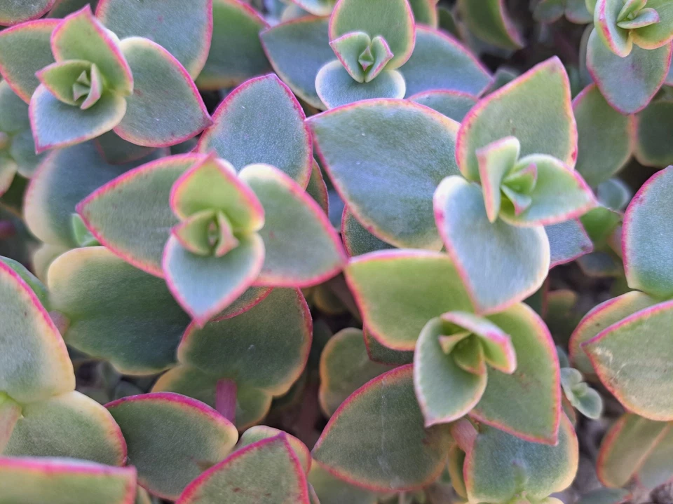 Crassula Calico Kitten Succulent Cuttings – 10 Variegated Pink Green Trailing Succulents, Crassula marginalis rubra variegata
