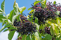Elderberry Hardwood Cuttings – 10 Unrooted Sambucus canadensis Johns & Adams Cultivars for Propagation