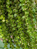 Dischidia ruscifolia Cutting – Million Hearts Plant, Trailing Epiphytic Houseplant, Unrooted Vine for Propagation