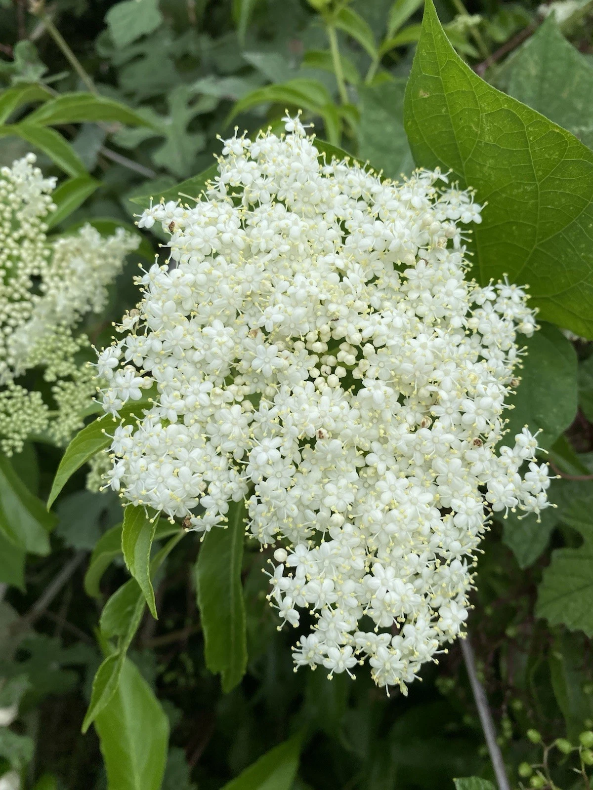 American Elderberry Cuttings – 6 Live Organic Sambucus canadensis Stems for Rooting, Native Shrub Starter, Wild Native Plant Propagation