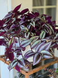 Tradescantia Zebrina Cuttings – Purple Wandering Jew, 12 Live Unrooted Stems, 4–6 Inch Cuttings