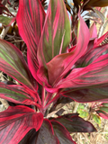 Hawaiian Ti Plant Cuttings – 25 Unrooted Starter Logs in Green, Pink, Red Hybrid Varieties – Cordyline fruticosa