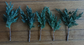 Green Mound Juniper Cuttings – 6-8" Evergreen Bonsai Starter Branches for Landscaping & Propagation Juniperus procumbens