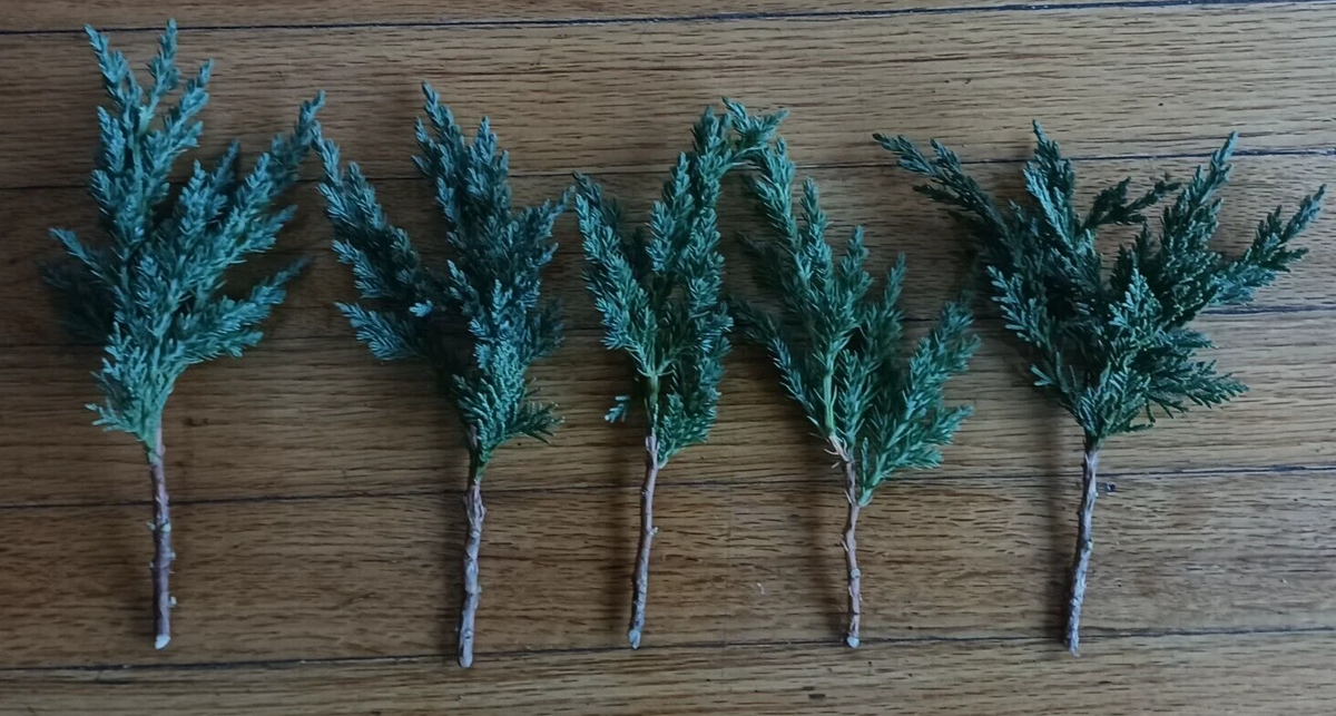 Green Mound Juniper Cuttings – 6-8" Evergreen Bonsai Starter Branches for Landscaping & Propagation Juniperus procumbens
