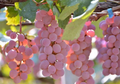 Koshu Grape Cuttings – 5 Organic Unrooted Vitis vinifera Var. Koshu for Rooting & Grafting – Rare Japanese Wine Grape Variety